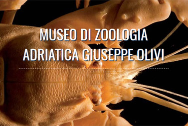 Museo di zoologia adriatica Giuseppe Olivi